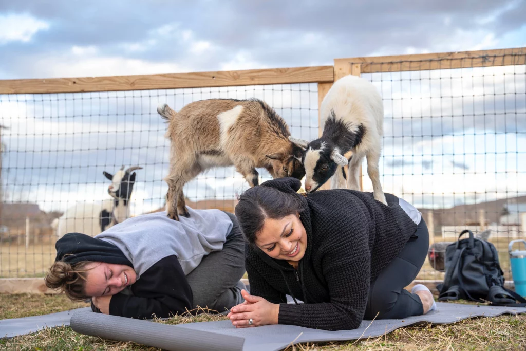 Connect to Your Wild Side with Inner Peas Goat Yoga
