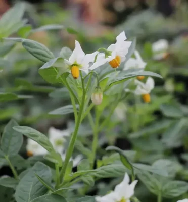 A small plant blooms a white flower with little yellow spuds. 