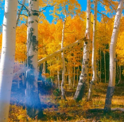 A photo of aspen trees with bright yellow leaves. 