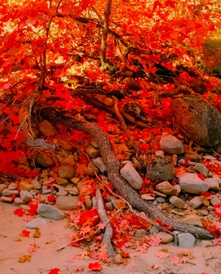 A photo of bright red leaves on a tree growing out of a pile of rocks in the sand. 